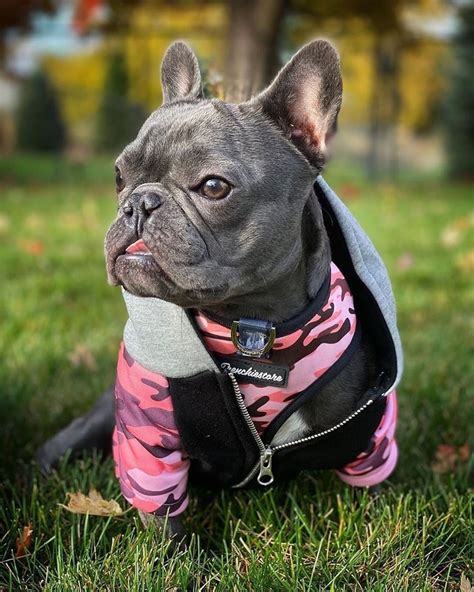 frenchie bulldog hoodie.